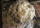 Man Thinks He Found “Hornets” Nest In Attic – Turns Pale When He Realizes What’s Inside … part:301